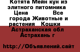 Котята Мейн-кун из элитного питомника › Цена ­ 20 000 - Все города Животные и растения » Кошки   . Астраханская обл.,Астрахань г.